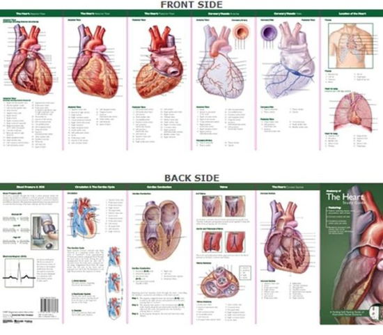 Cover for Anatomical Chart Com · Anatomical Chart Company's Illustrated Pocket Anatomy: Anatomy of The Heart Study Guide - Anatomical Chart Company's Illustrated Pocket Anatomy (Kartor) (2007)