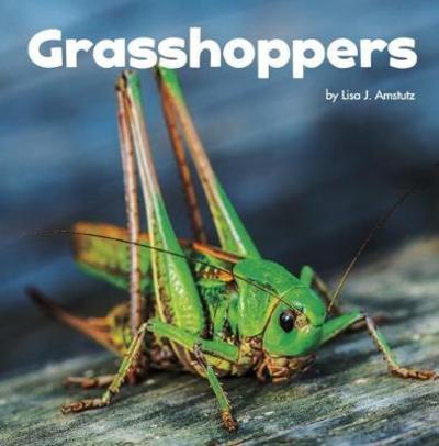 Cover for Lisa J. Amstutz · Grasshoppers - Little Critters (Paperback Book) (2018)