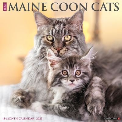 Just Maine Coon Cats 2025 12 X 12 Wall Calendar - Willow Creek Press - Gadżety - Willow Creek Press Calendars - 9781549243813 - 10 września 2024