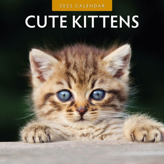 Cover for Red Robin · Cute Kittens 2025 Square Wall Calendar (Taschenbuch) (2024)