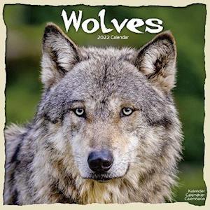 Cover for Kalender · Wolves 2022 Wall Calendar (Calendar) (2021)