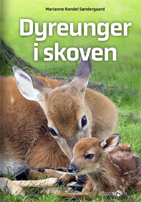 Cover for Marianne Randel Søndergaard · Midi: Dyreunger i skoven (Hardcover Book) [1st edition] (2020)