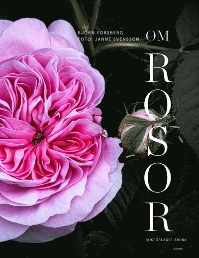 Cover for Björn Forsberg · Om rosor (Bound Book) (2023)