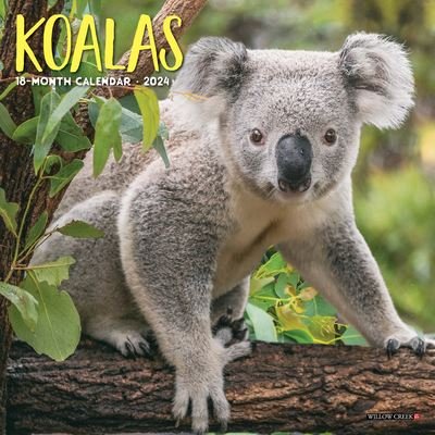 Cover for Willow Creek Press · Koala Bears 2024 7 X 7 Mini Wall Calendar (Calendar) (2023)