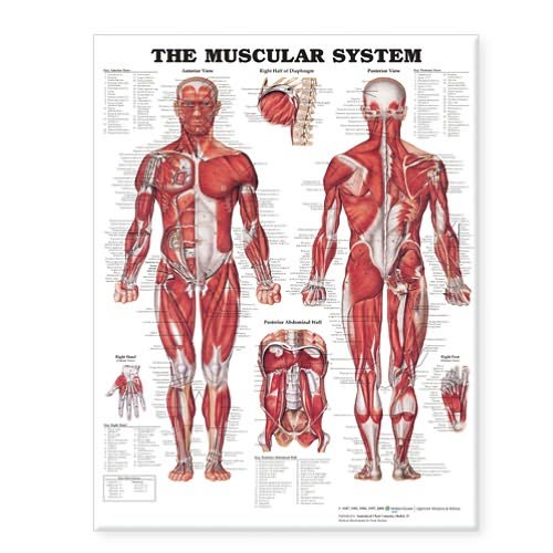 Cover for Acc · The Muscular System Giant Chart (Map) [Revised Ed. edition] (2006)