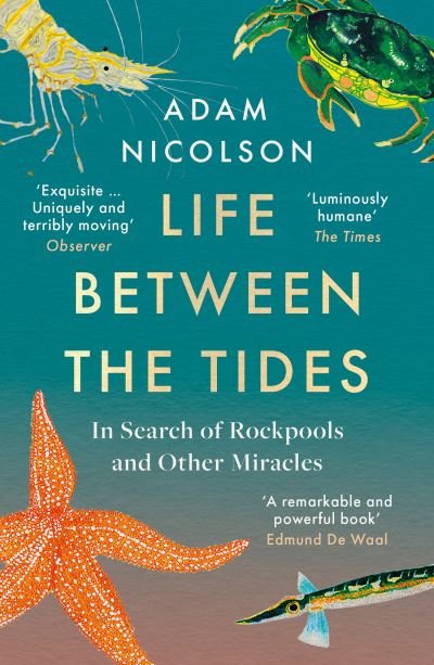 Cover for Adam Nicolson · Life Between the Tides: In Search of Rockpools and Other Adventures Along the Shore (Paperback Bog) (2022)