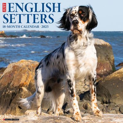 Willow Creek Press · Just English Setters 2025 12 X 12 Wall Calendar (Kalender) (2024)