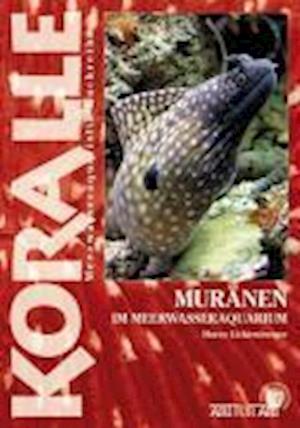 Cover for Marco Lichtenberger · Muränen im Meerwasseraquarium (Paperback Book) (2008)