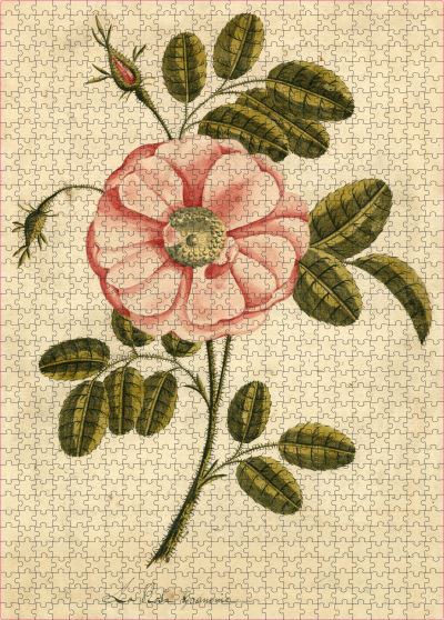 Cover for John Derian · John Derian Paper Goods: Garden Rose 1,000-Piece Puzzle - John Derian (Book) (2021)