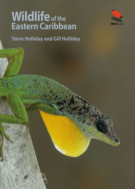 Cover for Steve Holliday · Wildlife of the Eastern Caribbean - Wildlife Explorer Guides (Paperback Book) (2025)