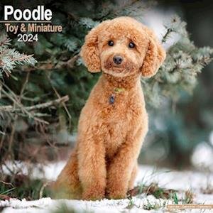 Poodle (Toy & Miniature) Calendar 2024 Square Dog Breed Wall Calendar
