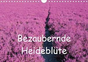 Cover for Valentino · Bezaubernde Heideblüte (Wandk (Book)