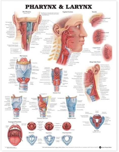 Cover for Anatomical Chart Com · Pharynx &amp; Larynx Anatomical Chart (Map) (2000)