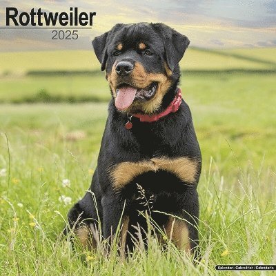 Cover for Rottweiler Calendar 2025 Square Dog Breed Wall Calendar - 16 Month (Kalender) (2024)