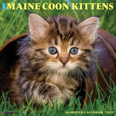 Willow Creek Press · Just Maine Coon Kittens 2025 12 X 12 Wall Calendar (Kalender) (2024)