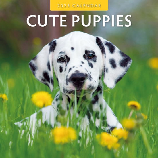 Cover for Red Robin · Cute Puppies 2025 Square Wall Calendar (Paperback Book) (2024)