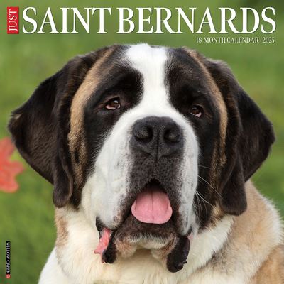 Cover for Willow Creek Press · Just Saint Bernards 2025 12 X 12 Wall Calendar (Calendar) (2024)