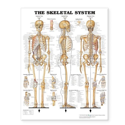 Cover for Acc · The Skeletal System Giant Chart (Map) (2006)
