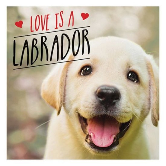 Cover for Charlie Ellis · Love is a Labrador: A Lab-Tastic Celebration of the World's Favourite Dog (Innbunden bok) (2019)