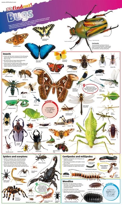 DKfindout! Bugs Poster - DKfindout! - Dk - Kirjat - Dorling Kindersley Ltd - 9780241295823 - maanantai 3. heinäkuuta 2017