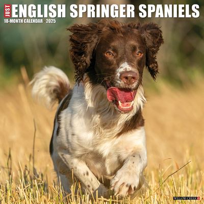 Just English Springer Spaniels 2025 12 X 12 Wall Calendar - Willow Creek Press - Merchandise - Willow Creek Press Calendars - 9781549242823 - September 10, 2024