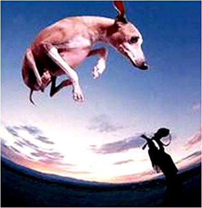 Cover for Paul Gilbert · Flying Dog (CD) (2000)