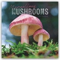 Cover for Carousel Calendars · Marvellous Mushrooms Square Wall Calendar 2025 (Paperback Book) (2024)