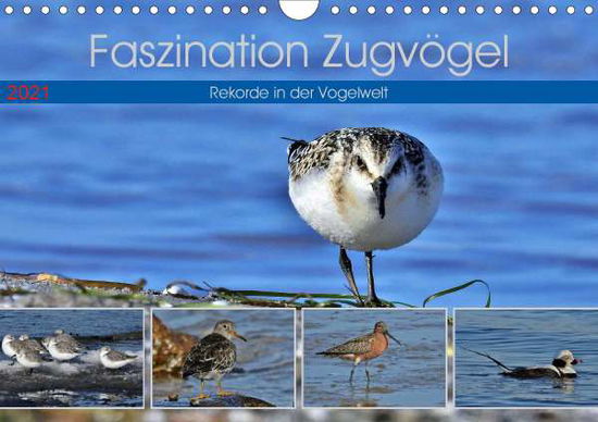 Cover for Schaack · Faszination Zugvögel - Rekorde (Bok)