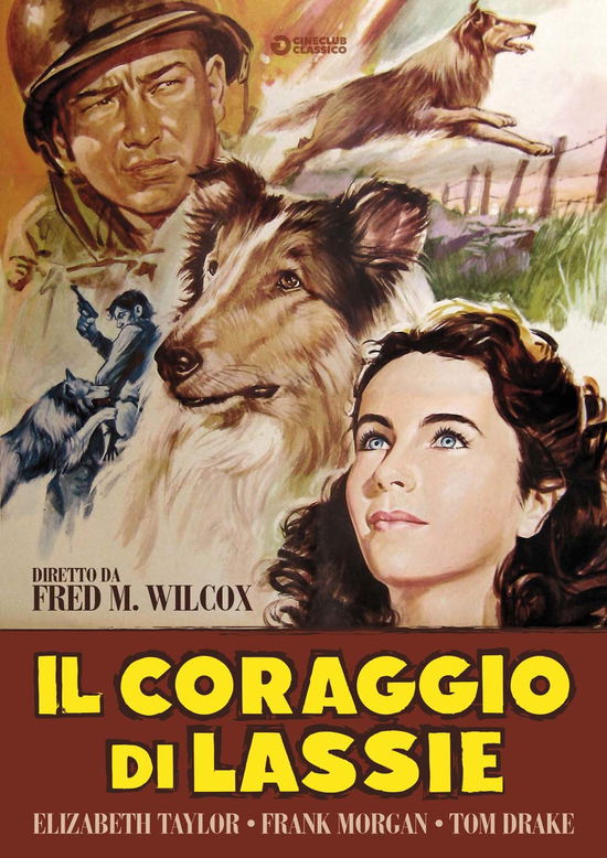 Cover for Coraggio Di Lassie (Il) (DVD) (2017)