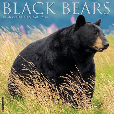 Cover for Willow Creek Press · Black Bears 2025 12 X 12 Wall Calendar (Calendar) (2024)