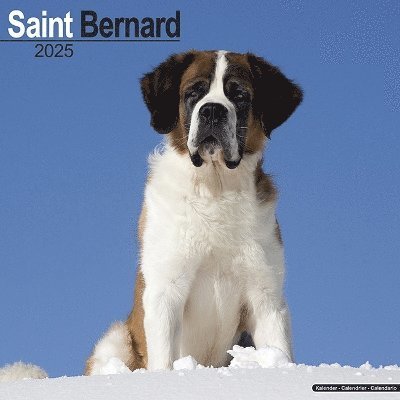 Cover for Saint Bernard Calendar 2025 Square Dog Breed Wall Calendar - 16 Month (Kalender) (2024)