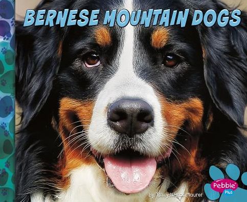 Bernese mountain dogs - Allan Morey - Książki - Capstone Press, a Capstone imprint - 9781491479827 - 2016