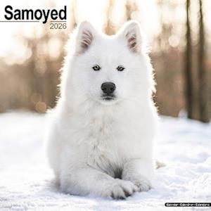 Cover for Samoyed Calendar 2026  Square Dog Breed Wall Calendar - 16 Month (Calendar) (2025)