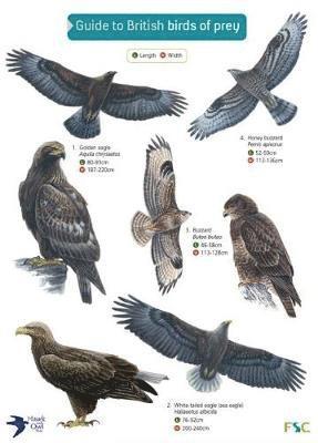 Cover for Simon Norman · Guide to British Birds of Prey (Map) (2011)