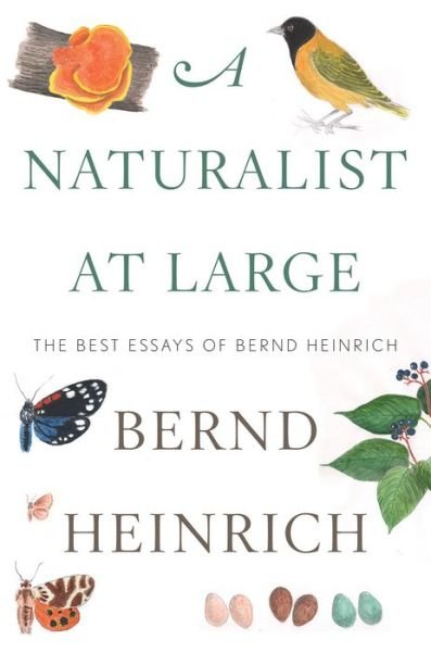 Cover for Bernd Heinrich · Naturalist At Large, A (Hardcover Book) (2018)