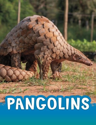 Cover for Jaclyn Jaycox · Pangolins - Animals (Paperback Bog) (2023)