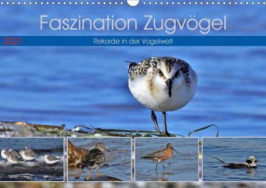 Cover for Schaack · Faszination Zugvögel - Rekorde (Book)