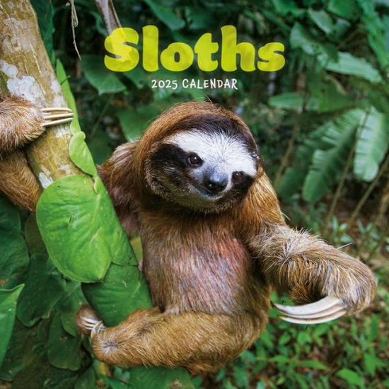 Carousel Calendars · Sloths Square Mini Calendar 2025 (Taschenbuch) (2024)