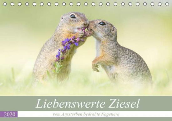 Liebenswerte Ziesel - vom Ausster - Petzl - Bücher -  - 9783671099832 - 