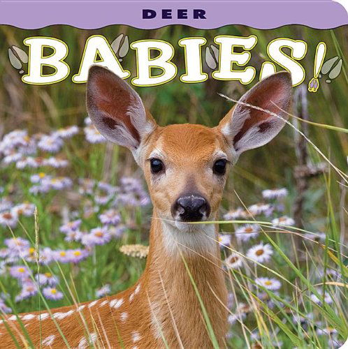 Cover for Photography by Donald M. Jones · Deer Babies! (Kartonbuch) [First edition] (2013)