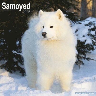 Cover for Samoyed Calendar 2025 Square Dog Breed Wall Calendar - 16 Month (Kalender) (2024)