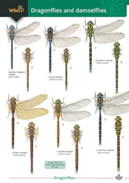 Cover for Rebecca Farley-Brown · Dragonflies and damselflies - WildID (Paperback Book) (2023)