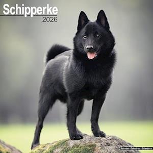 Cover for Schipperke Calendar 2026  Square Dog Breed Wall Calendar - 16 Month (Calendar) (2025)