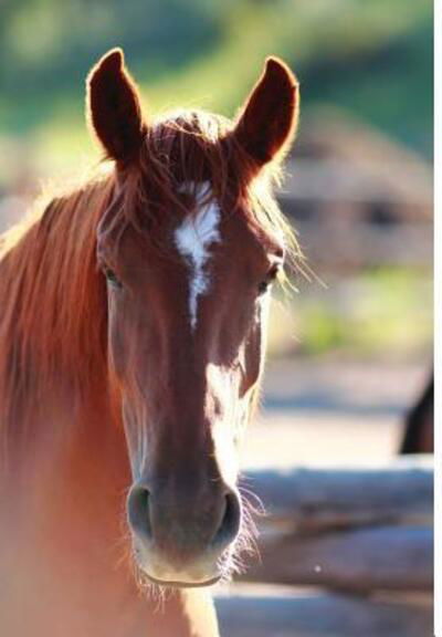 Cover for Jordan Wunderlich · Kid's Equine Photography Book (Gebundenes Buch) (2018)