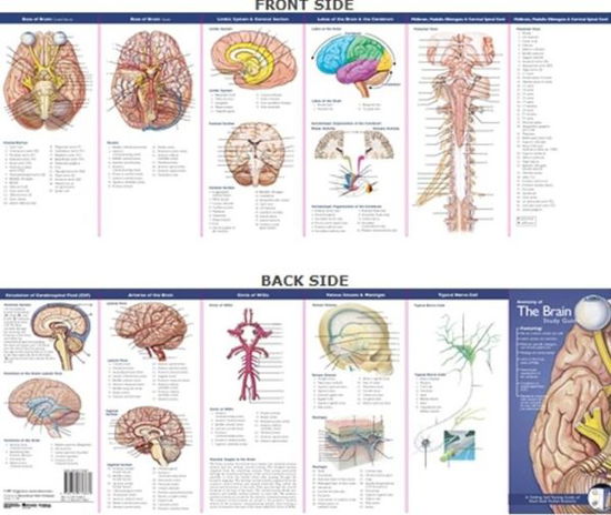 Cover for Anatomical Chart Com · Anatomical Chart Company's Illustrated Pocket Anatomy: Anatomy of The Brain Study Guide - Anatomical Chart Company's Illustrated Pocket Anatomy (Kartor) (2007)