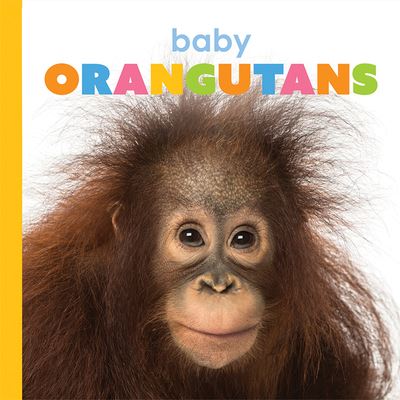 Cover for Kate Riggs · Baby Orangutans (Book) (2020)