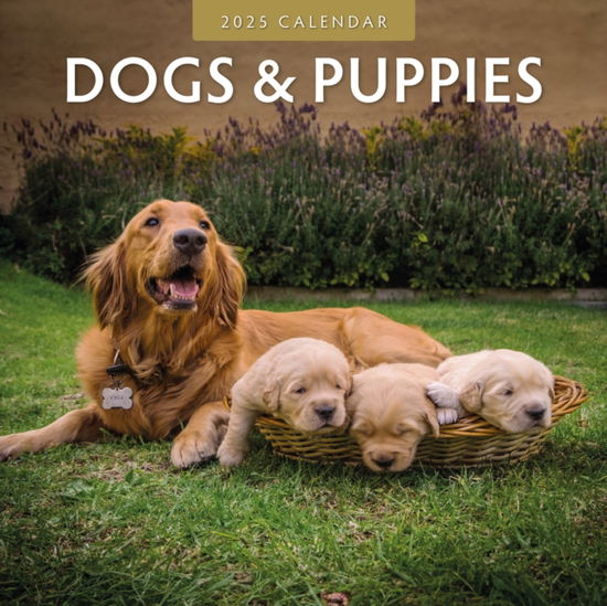 Cover for Red Robin · Dogs &amp; Puppies 2025 Square Wall Calendar (Paperback Book) (2024)