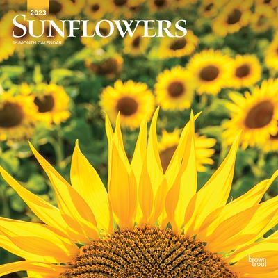 Cover for Browntrout · Sunflowers 2023 Square (Calendar) (2022)