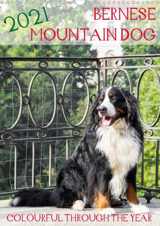 Cover for Brenner · Bernese Mountain Dog - colourfu (Book)