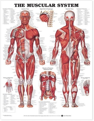Cover for Acc 8946pst · The Muscular System Anatomical Chart (Landkart) (2002)